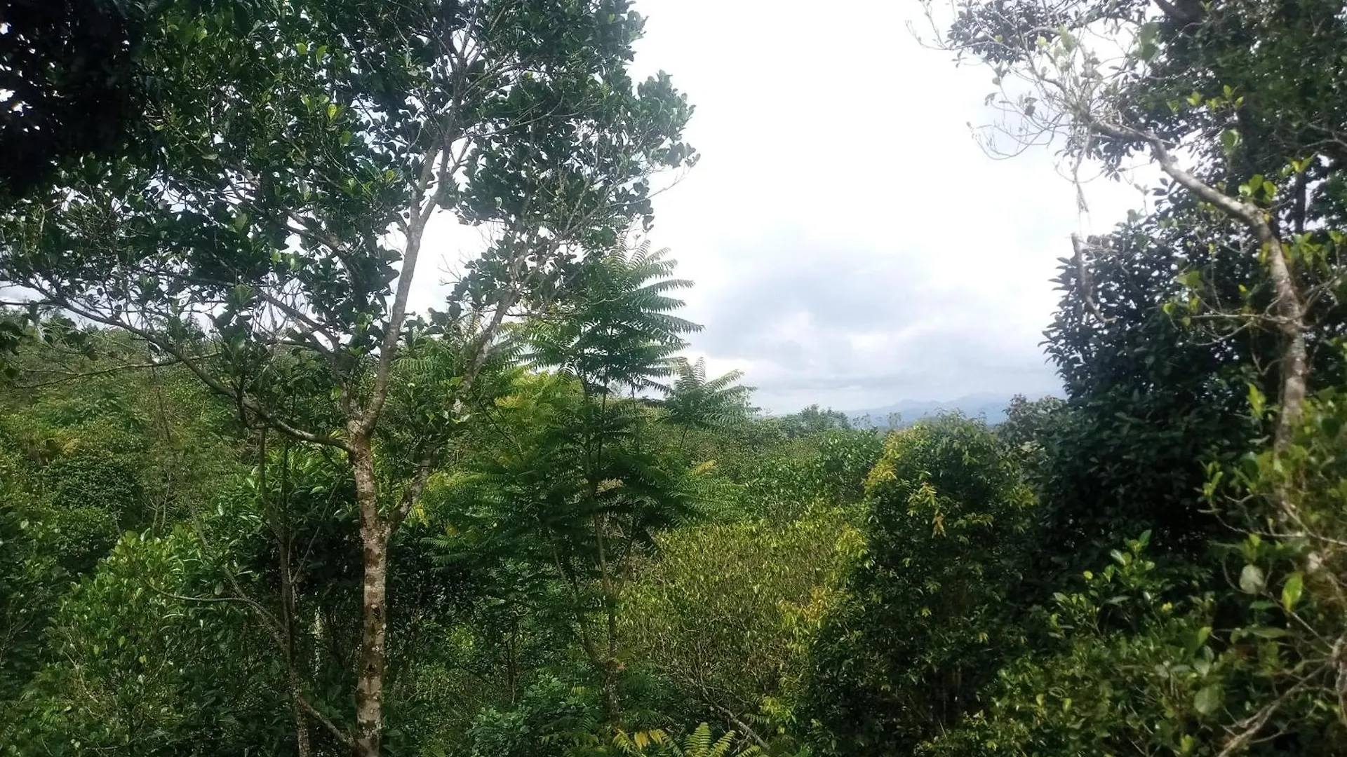Heaven Meadows Homestay Vagamon India