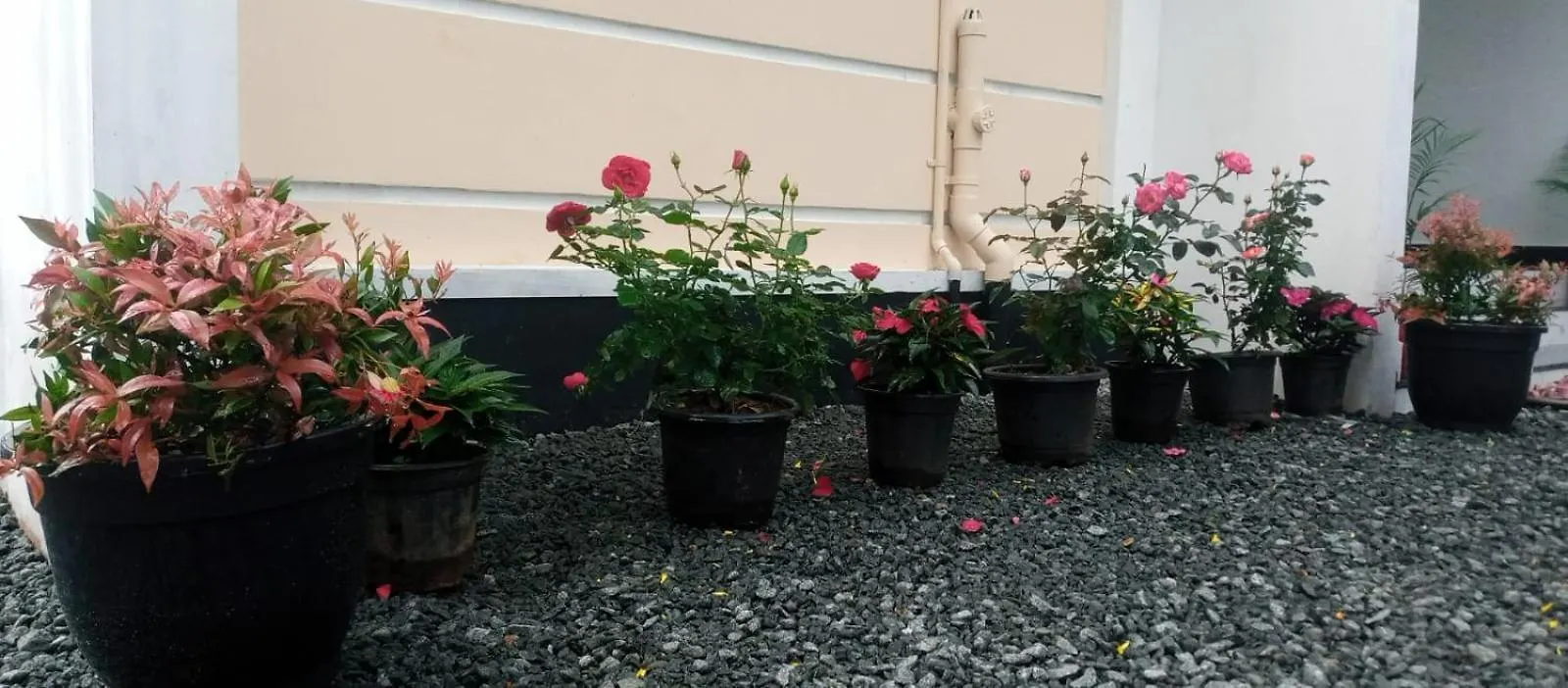Apartment Heaven Meadows Homestay Vagamon India
